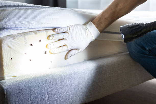 Best Ant Control Services  in Greens Farms, CT