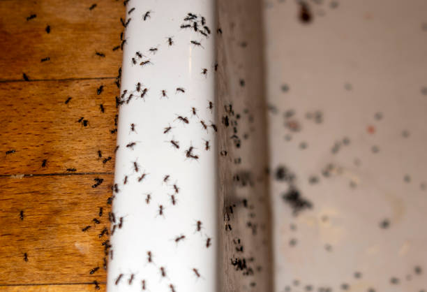 Best Cockroach Control Services  in Greens Farms, CT