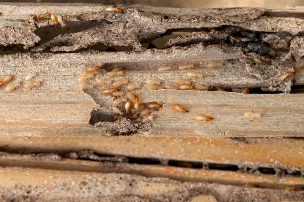 Best Pest Prevention Services  in Greens Farms, CT