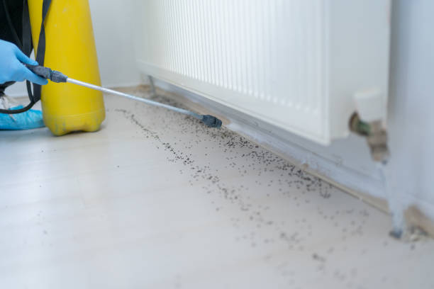 Best Flea Control Services  in Greens Farms, CT