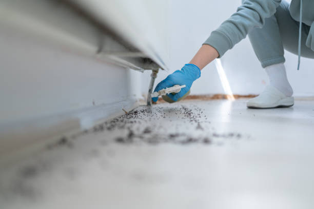 Best Bed Bug Extermination  in Greens Farms, CT